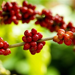 FMC apresenta soluções para manejo do café na Femagri Sul Cooxupé