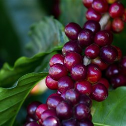 FMC enfatiza ampliação de projetos para o café em Minas Gerais