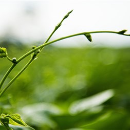 FMC divulga expertise no manejo do feijão durante Simpósio no Mato Grosso