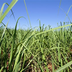 FMC demonstra eficácia de herbicida para cana-de-açúcar na Copla Campo