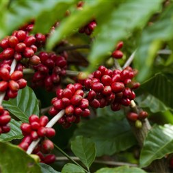 FMC destaca lançamento para cultura do café em Minas Gerais