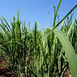 FMC realiza palestra especializada sobre plantas daninhas no Agronegócios Copercana