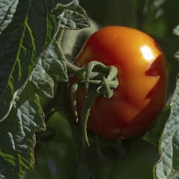 Lançamento: 1º biofungicida