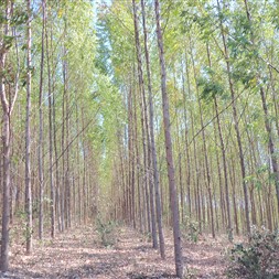 TOCANTINS FLORESTAL