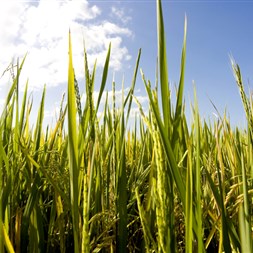 FMC auxilia no controle de plantas daninhas de difícil controle na cultura do arroz
