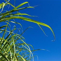 FMC impulsiona lançamentos para Cana-de-Açúcar na Agronegócios Copercana