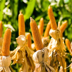 FMC contribui com rentabilidade dos agricultores na Tecnoshow Comigo