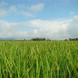 ABERTURA DA COLHEITA DO ARROZ