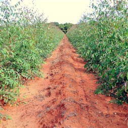Linha floresta da FMC será destaque no Simpósio Nacional sobre Pragas Florestais