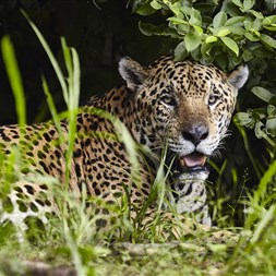 Livro "Olhos do Pantanal" é lançado com apoio da FMC