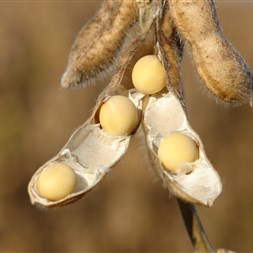 FMC lança herbicida de alta performance para controle   de plantas resistentes e de difícil controle