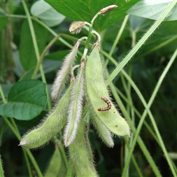 Helicoverpa armigera