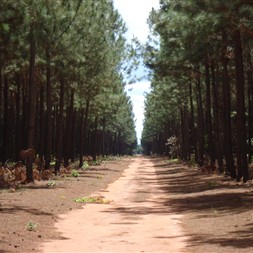 CONGRESSO FLORESTAL MS