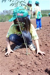 Crianças e voluntários plantam mais de 30 mil mudas no projeto "Semeando o Verde"