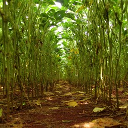 FMC apresenta ferramentas para manejo da soja durante a Expo Agro Cotricampo