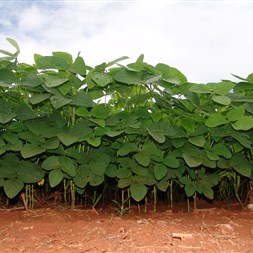 FMC orienta produtores de soja na segunda edição do Expoagro Cotricampo