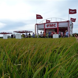 24ª ABERTURA DA COLHEITA DO ARROZ - RS