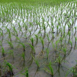 FMC amplia portfólio para controle de pragas e doenças na cultura do arroz