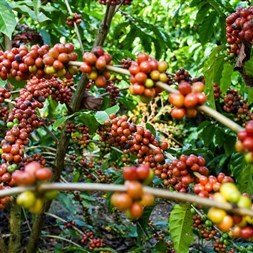 Dia nacional do café