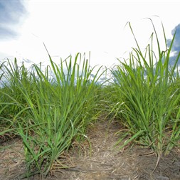 FMC participa do Ethanol Summit de olho no salto para 2030