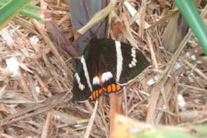 Broca-gigante (Castnia licus)