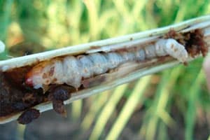 Broca-gigante (Castnia licus)