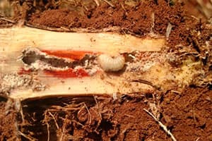 Broca-da-cana (Diatraea saccharalis)