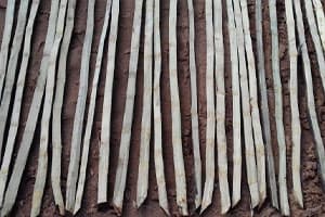 Controle da broca-da-cana (Diatraea saccharalis) com Altacor® - 1,7% de infestação