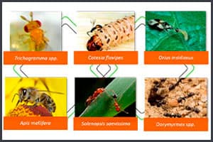 Seletividade a inimigos naturais