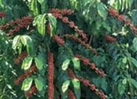Crop Evo