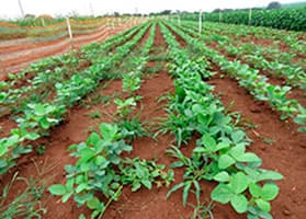 Área sem tratamento