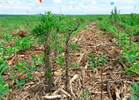 Buva (Conyza bonariensis)