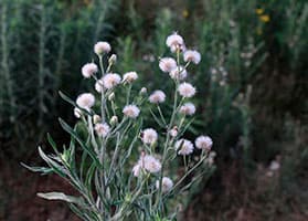 Buva (Conyza bonariensis)