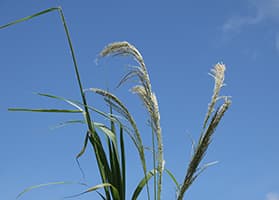 Capim-amargoso (Digitaria insularis)