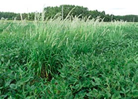 Capim-amargoso (Digitaria insularis)