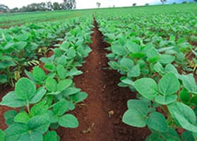 Capim-pé-de-galinha (Eleusine indica) sem tratamento