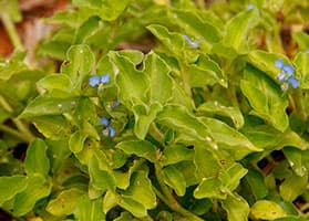 Trapoeraba (Commelina benghalensis)