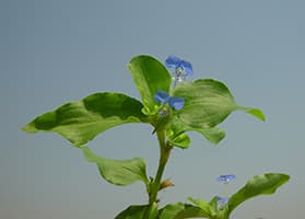 Trapoeraba (Commelina benghalensis)