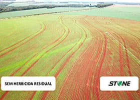 Resultado Stone - Sem herbicida residual
